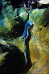 Tridacna
