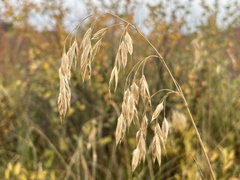Bromus anomalus
