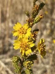Holocarpha virgata virgata