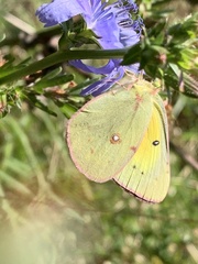 Colias philodice
