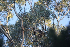 Anthochaera paradoxa