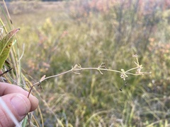 Galium trifidum