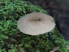 Arrhenia epichysium