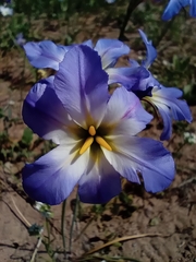 Leucocoryne ixioides