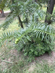 Cunninghamia
