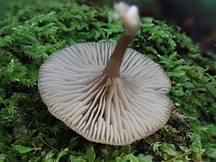 Arrhenia epichysium