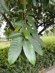 Ficus virgata