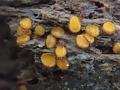 Scutellinia setosa