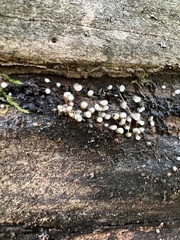 Helicogloea compressa