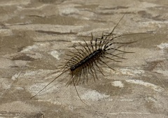 Thereuonema tuberculata