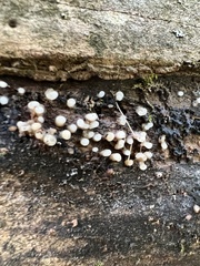 Helicogloea compressa