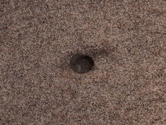 Cicindelinae