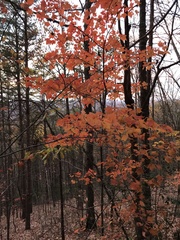 Acer floridanum