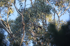 Anthochaera paradoxa