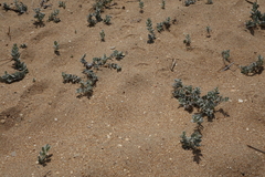 Convolvulus persicus