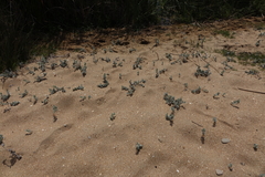 Convolvulus persicus