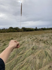 Alopecurus pratensis