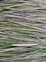 Alopecurus pratensis