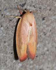 Ptyoptila matutinella