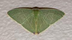 Urolitha bipunctifera