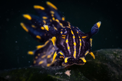 Polycera atra