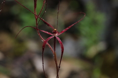 Caladenia filamentosa