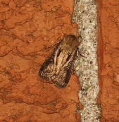 Agrotis gladiaria