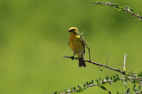 White-bellied Canary (Crithagra dorsostriata), photo 4