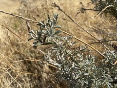 Lupinus albifrons