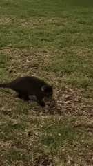 Pseudocheirus occidentalis