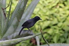 Laniarius funebris