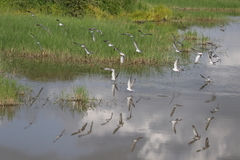 Chlidonias leucopterus