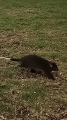 Pseudocheirus occidentalis