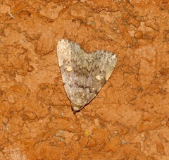 Idia aemula
