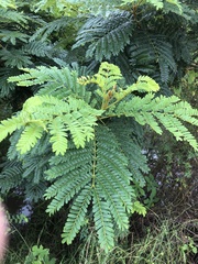 Peltophorum pterocarpum