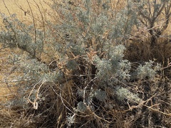 Lupinus albifrons