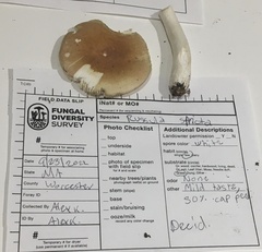 Russula stricta