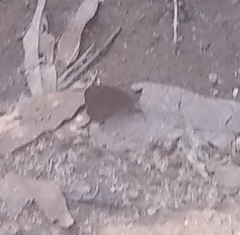 Cyllopsis pertepida pertepida