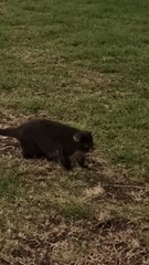 Pseudocheirus occidentalis