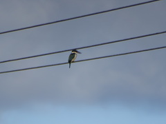 Todiramphus sanctus vagans