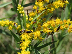 Solidago chilensis