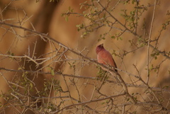 Carpodacus synoicus