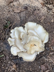 Pleurotus pulmonarius