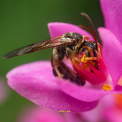 Lipotriches ceratina
