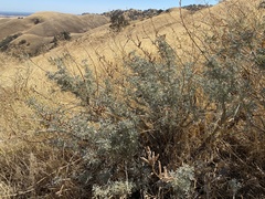 Lupinus albifrons