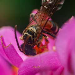 Lipotriches ceratina