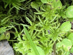 Sphagnum palustre