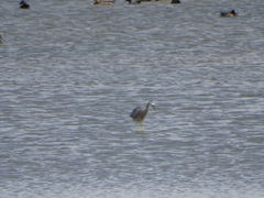 Egretta novaehollandiae novaehollandiae