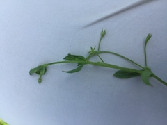 Stellaria alsine
