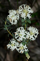 Pimelea humilis